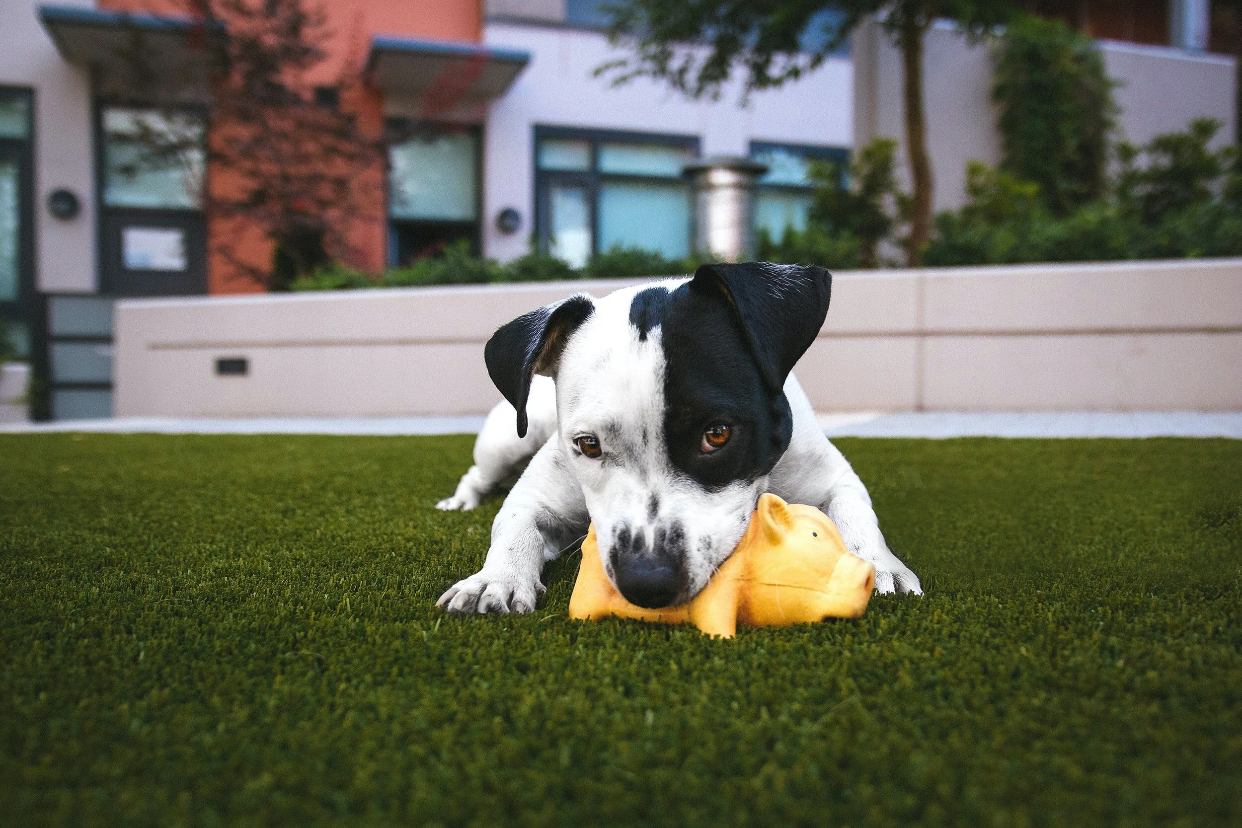Pet-Friendly Artificial Turf in Richardson, TX
